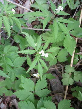 Image of Anemone reflexa Steph. & Willd.