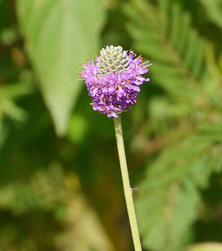 Image of compact prairie clover