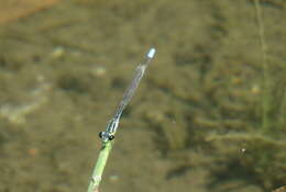 Image of Acanthagrion lancea Selys 1876