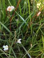 Image of Oregon Willowherb