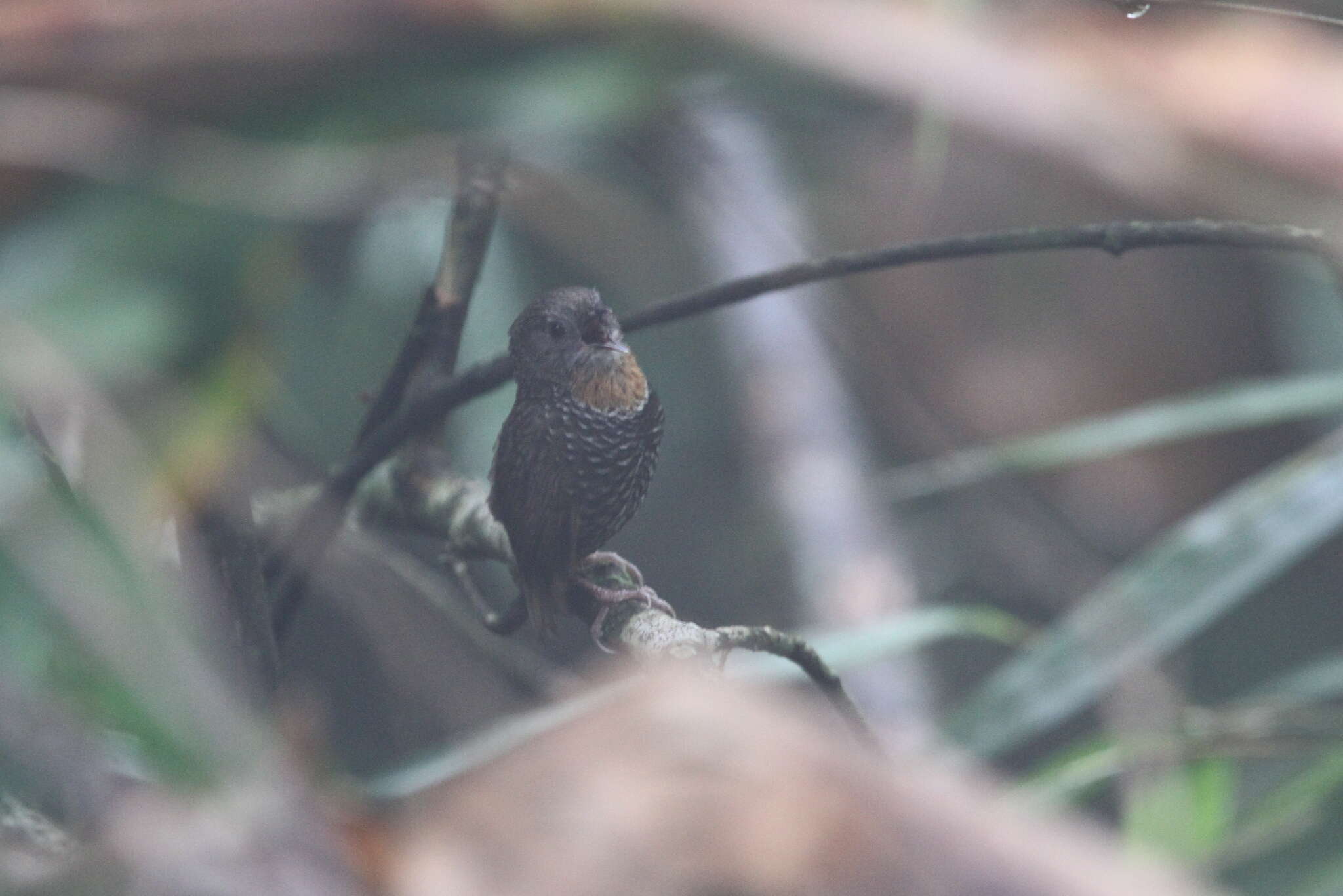 Imagem de Spelaeornis badeigularis Ripley 1948