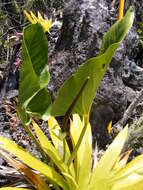 Sivun Anthurium grandifolium (Jacq.) Kunth kuva