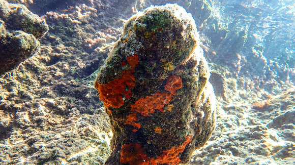 Image of bumping encrusting sponge