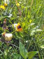 Image of Bombus rupestris (Fabricius 1793)