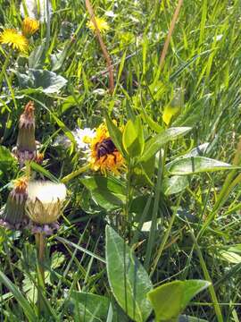 Plancia ëd Bombus rupestris (Fabricius 1793)