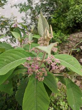 Image of Callicarpa macrophylla Vahl