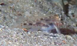 Image of Large sandgoby