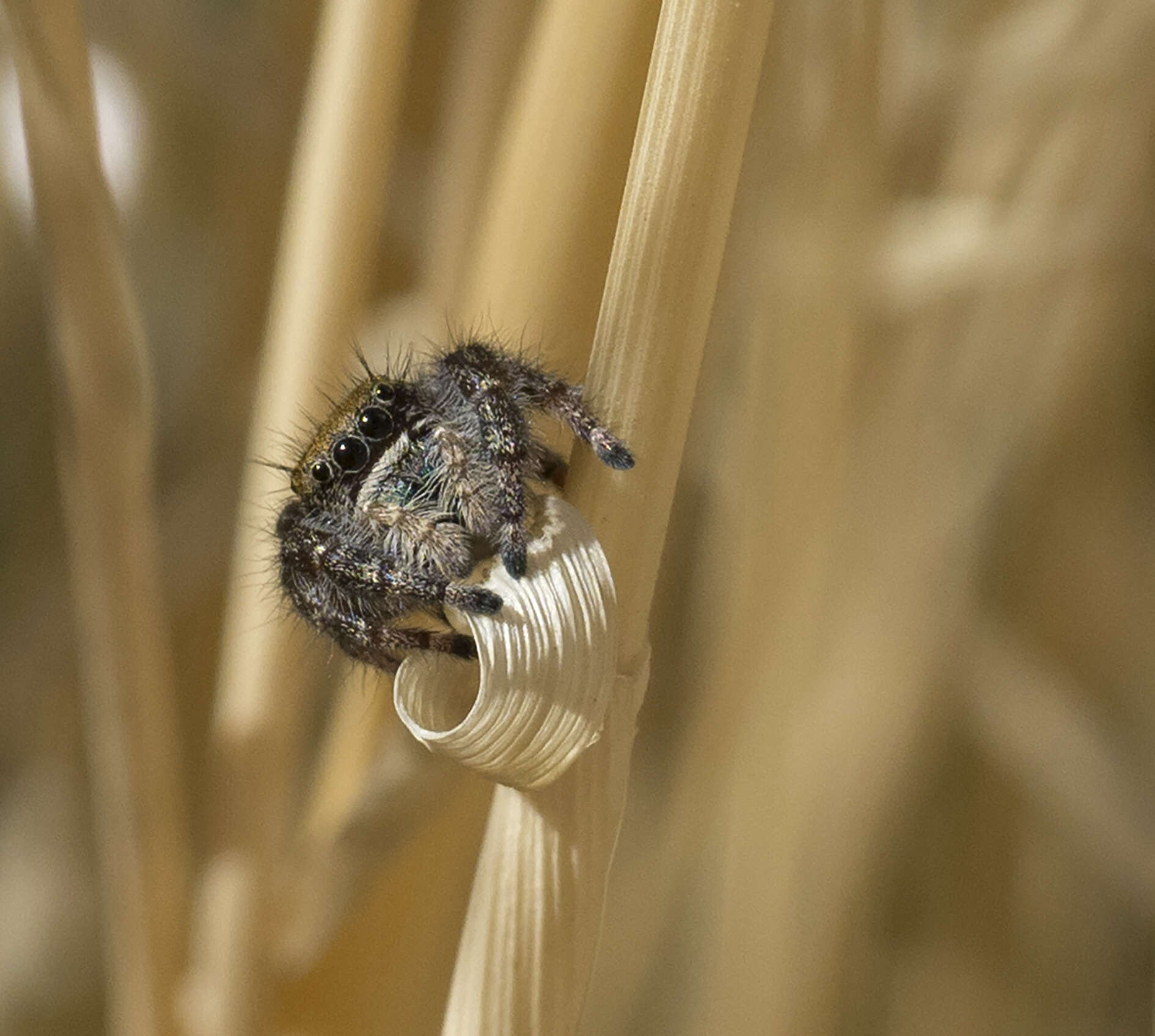 Image of Phidippus apacheanus Chamberlin & Gertsch 1929