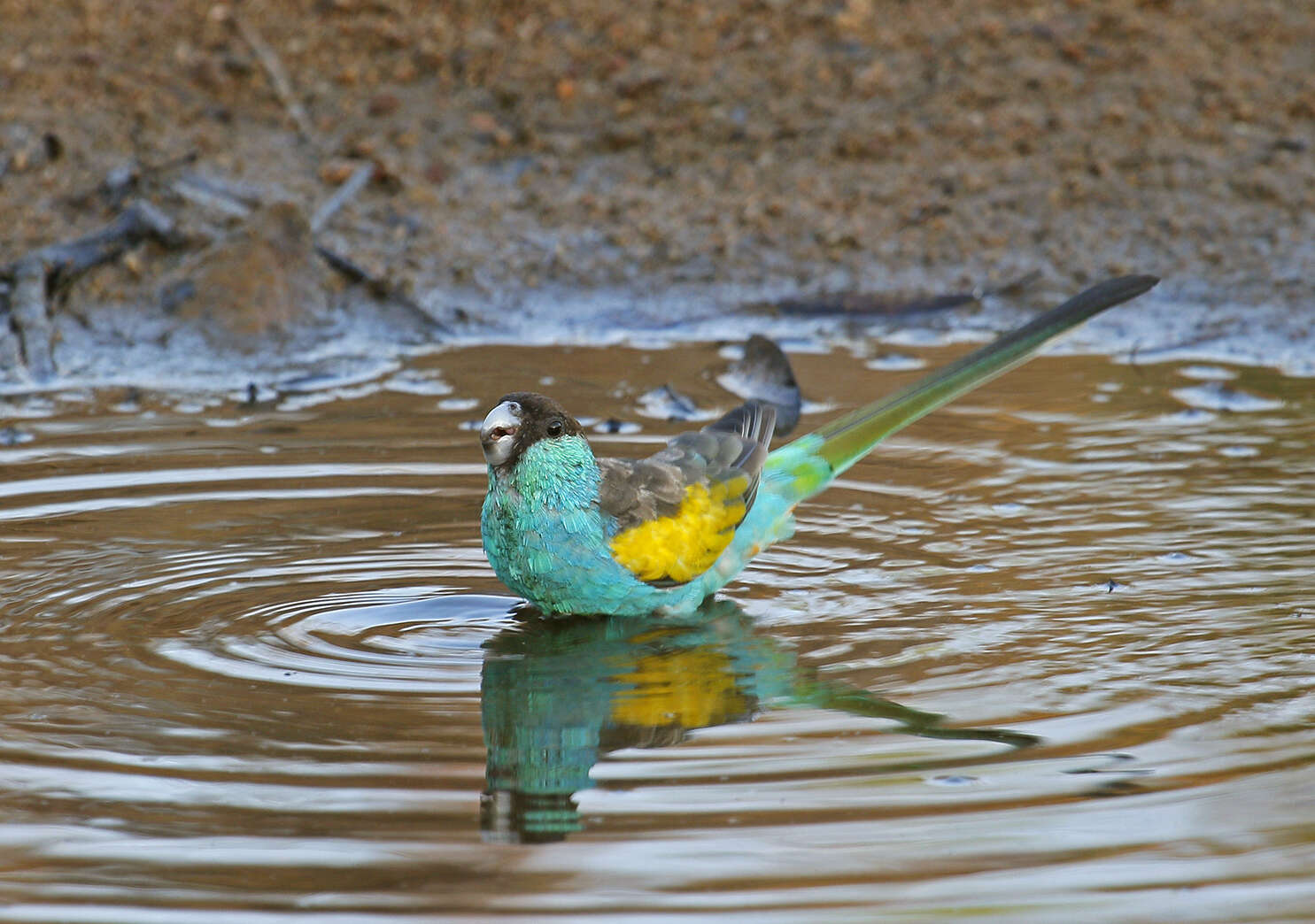 Image of Hooded Parrot