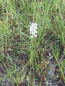 Image of Snowy orchid