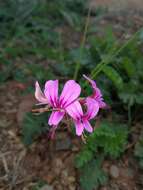 Image of Pelargonium multicaule subsp. multicaule