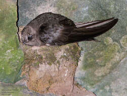 Image of American Black Swift