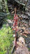 Image of Corallorhiza striata var. involuta (Greenm.) Freudenst.