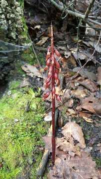 Image of Corallorhiza striata var. involuta (Greenm.) Freudenst.