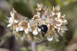 Image of Anthophora phaceliae Brooks 1988