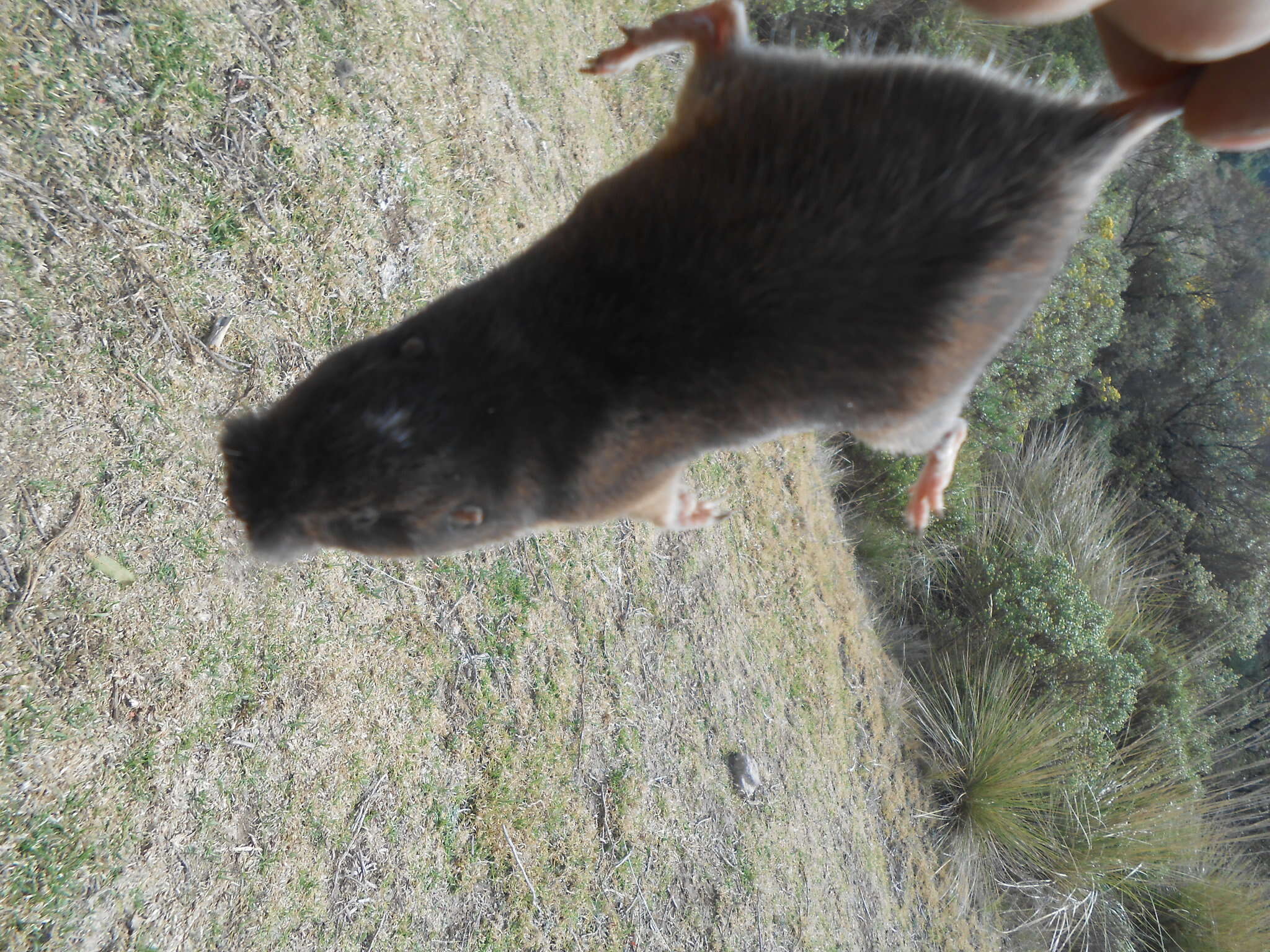 Image of southern pocket gopher