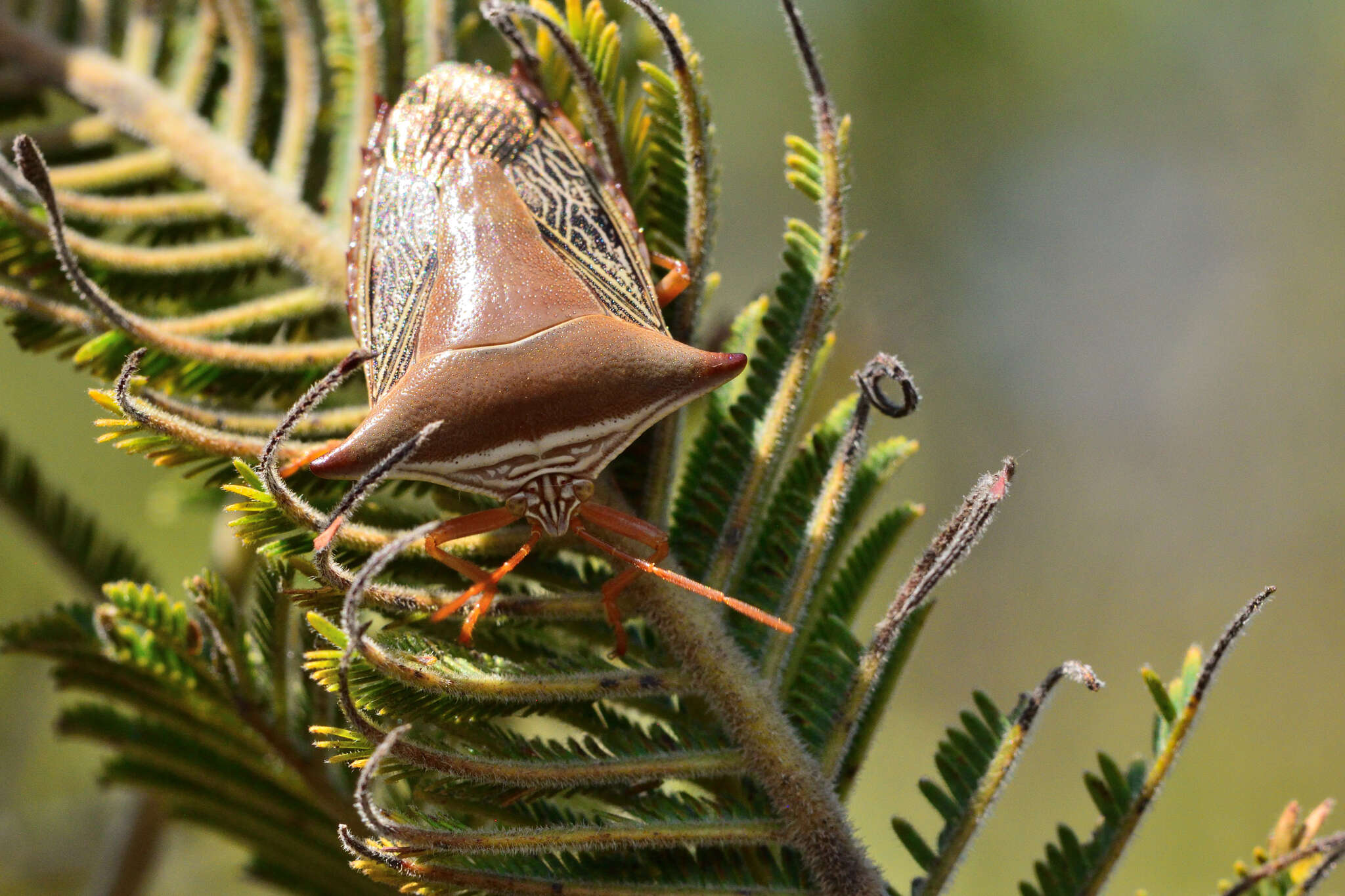 <i>Edessa reticulata</i> resmi