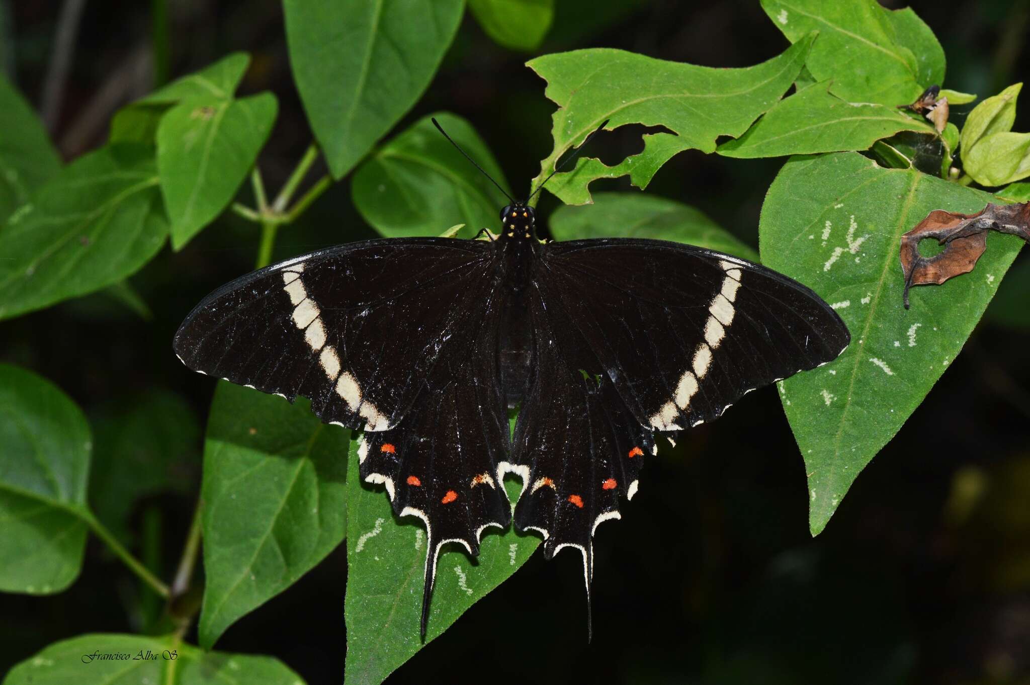 Image of Papilio pelaus Fabricius 1775