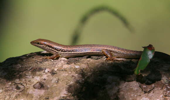 Image of Trachylepis depressa (Peters 1854)