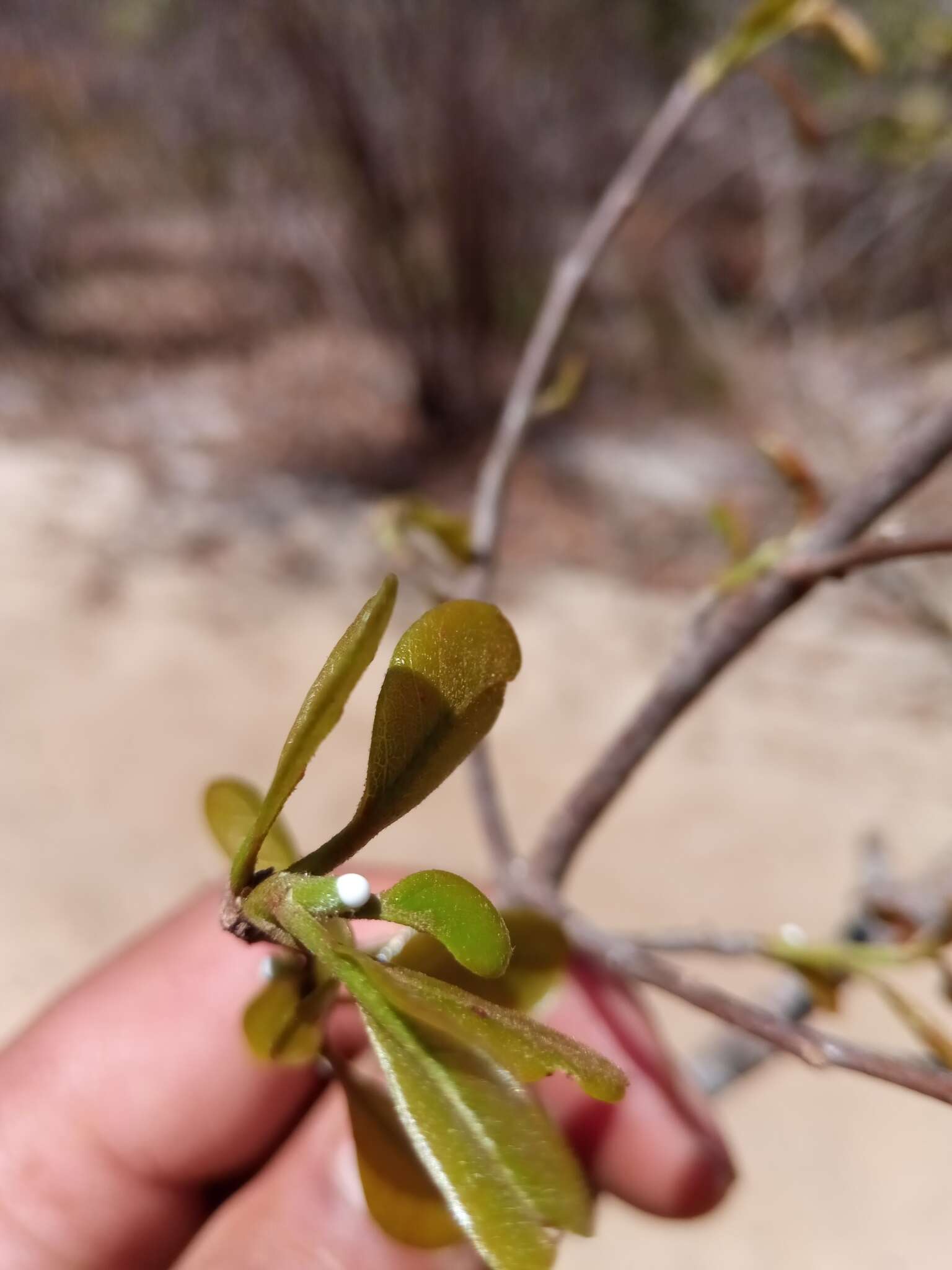 Image of Capurodendron pervillei (Engl.) Aubrév.