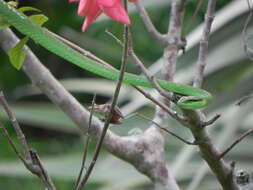 Image of Leptophis ahaetulla occidentalis (Günther 1859)