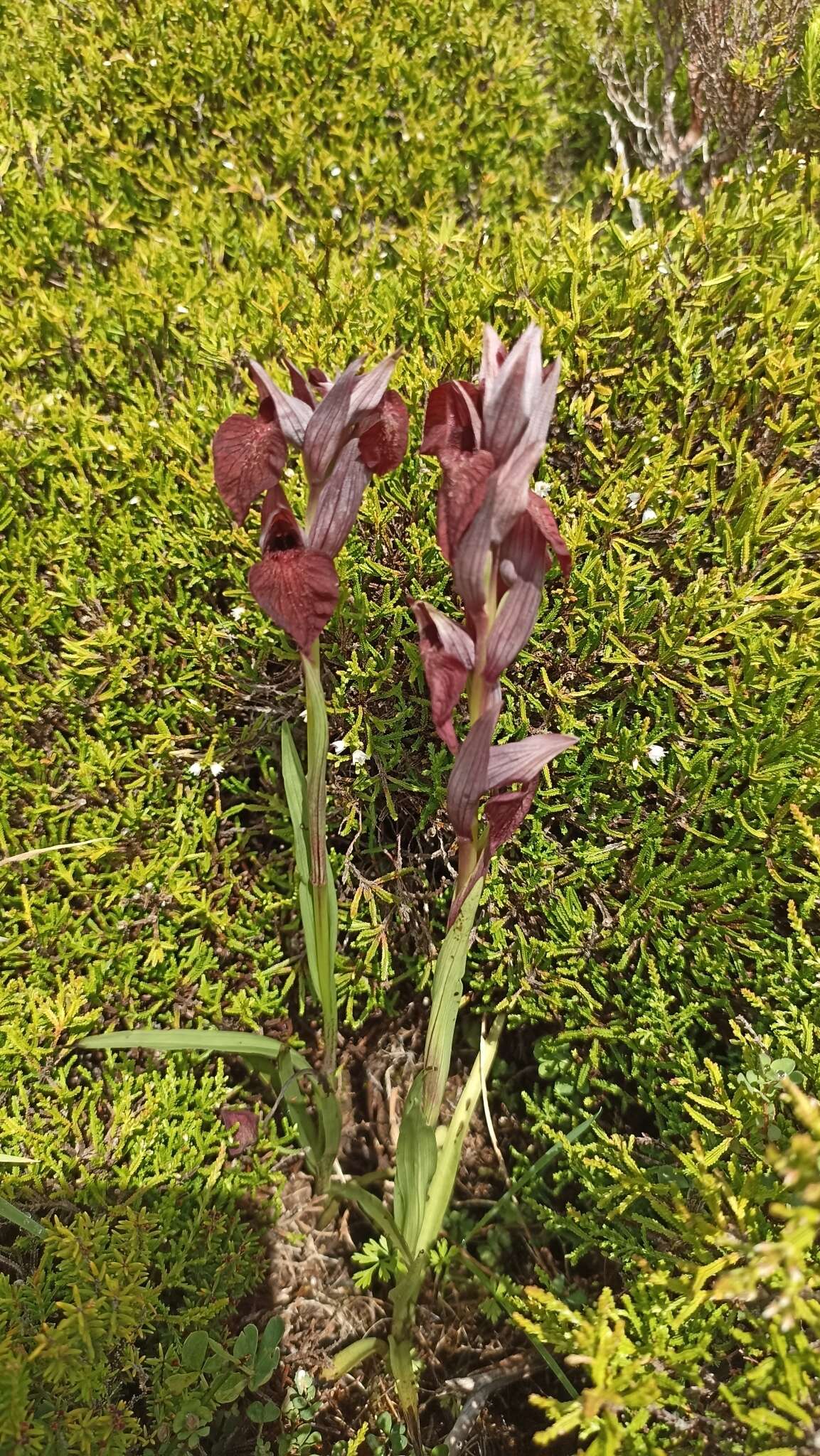 Image of Serapias cordigera subsp. azorica (Schltr.) Soó