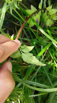 Image of Valeriana flaccidissima Maxim.