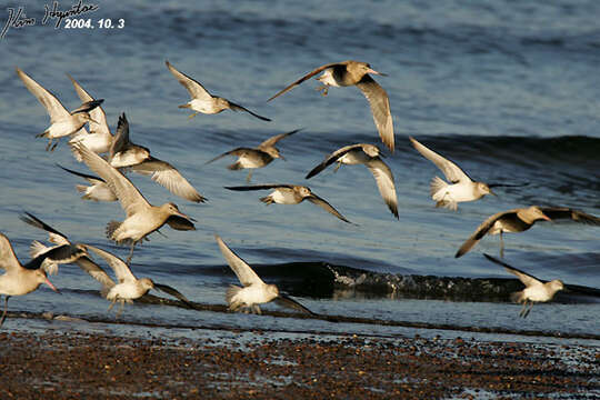 Image of Great Knot