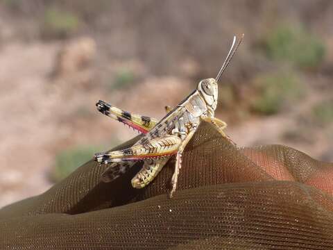 Heteracris adspersa (Redtenbacher 1889)的圖片