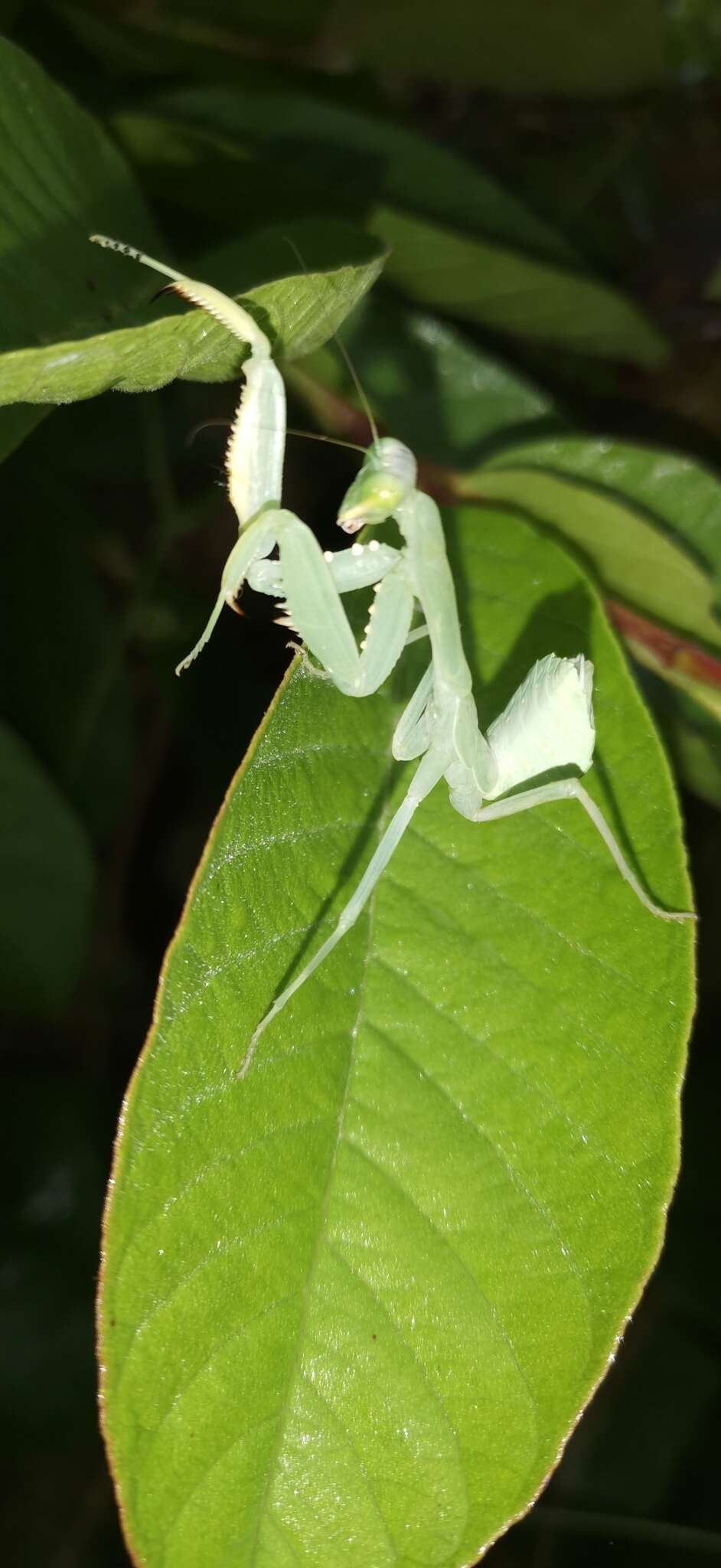 Image of Hierodula bhamoana Giglio-Tos 1912