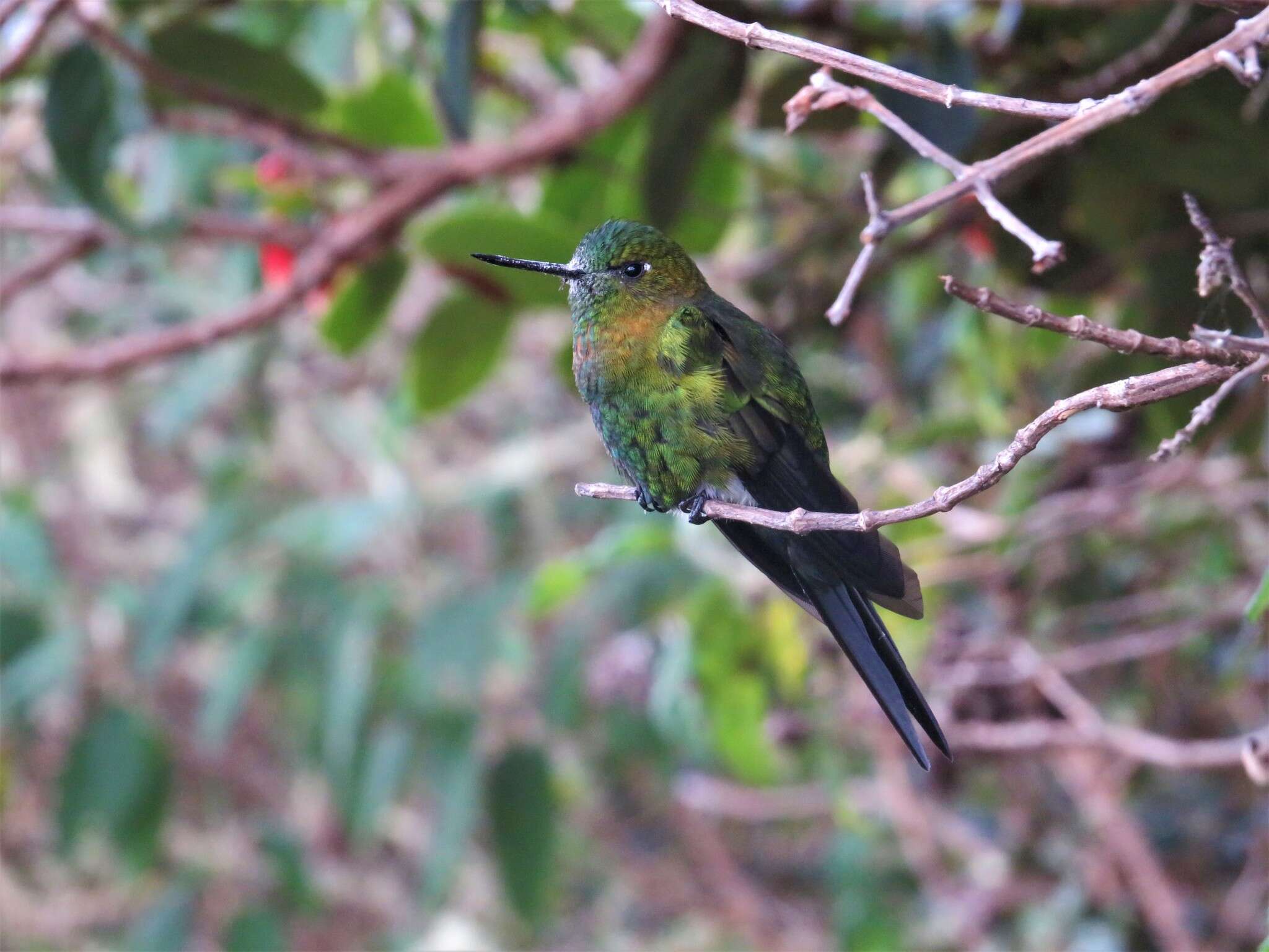 Imagem de Eriocnemis mosquera (Delattre & Bourcier 1846)