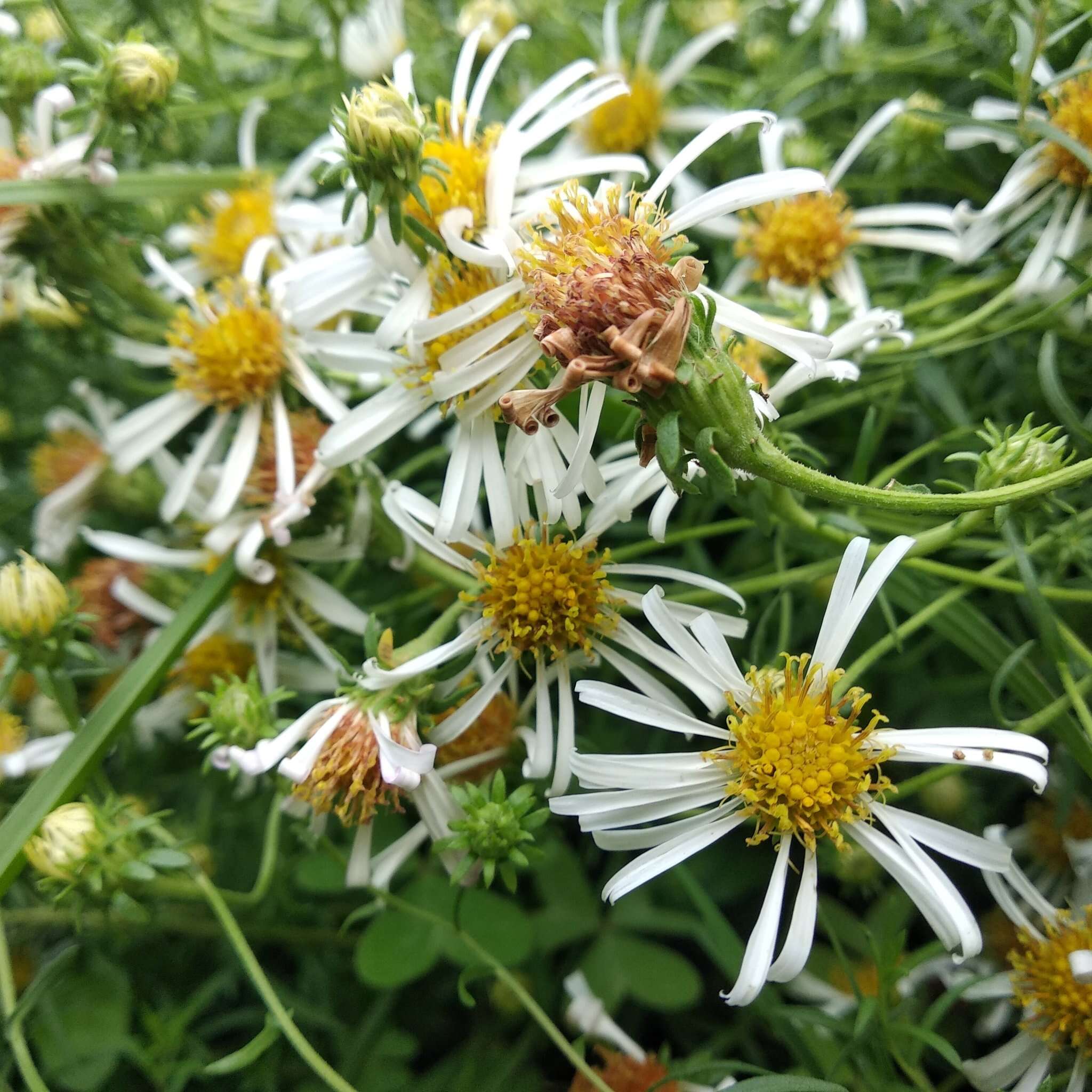 Image de Symphyotrichum trilineatum (Sch. Bip. ex Klatt) G. L. Nesom