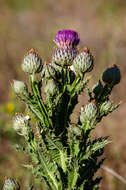 Image of Moor's Cotton Thistle