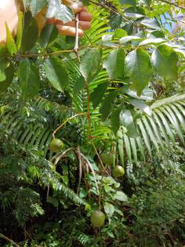 Image de Staphylea occidentalis subsp. occidentalis