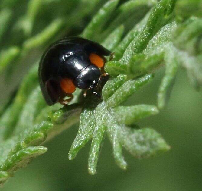 Image de Exochomus flavipes (Thunberg 1781)