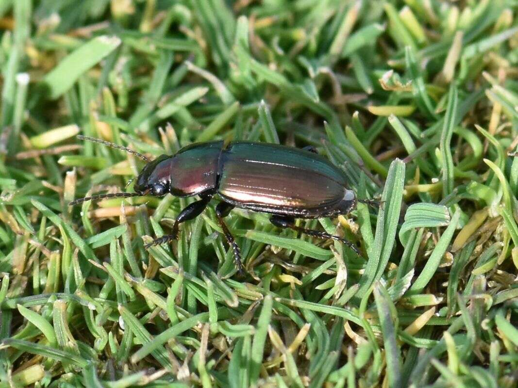 Image of Harpalus (Harpalus) distinguendus (Duftschmid 1812)