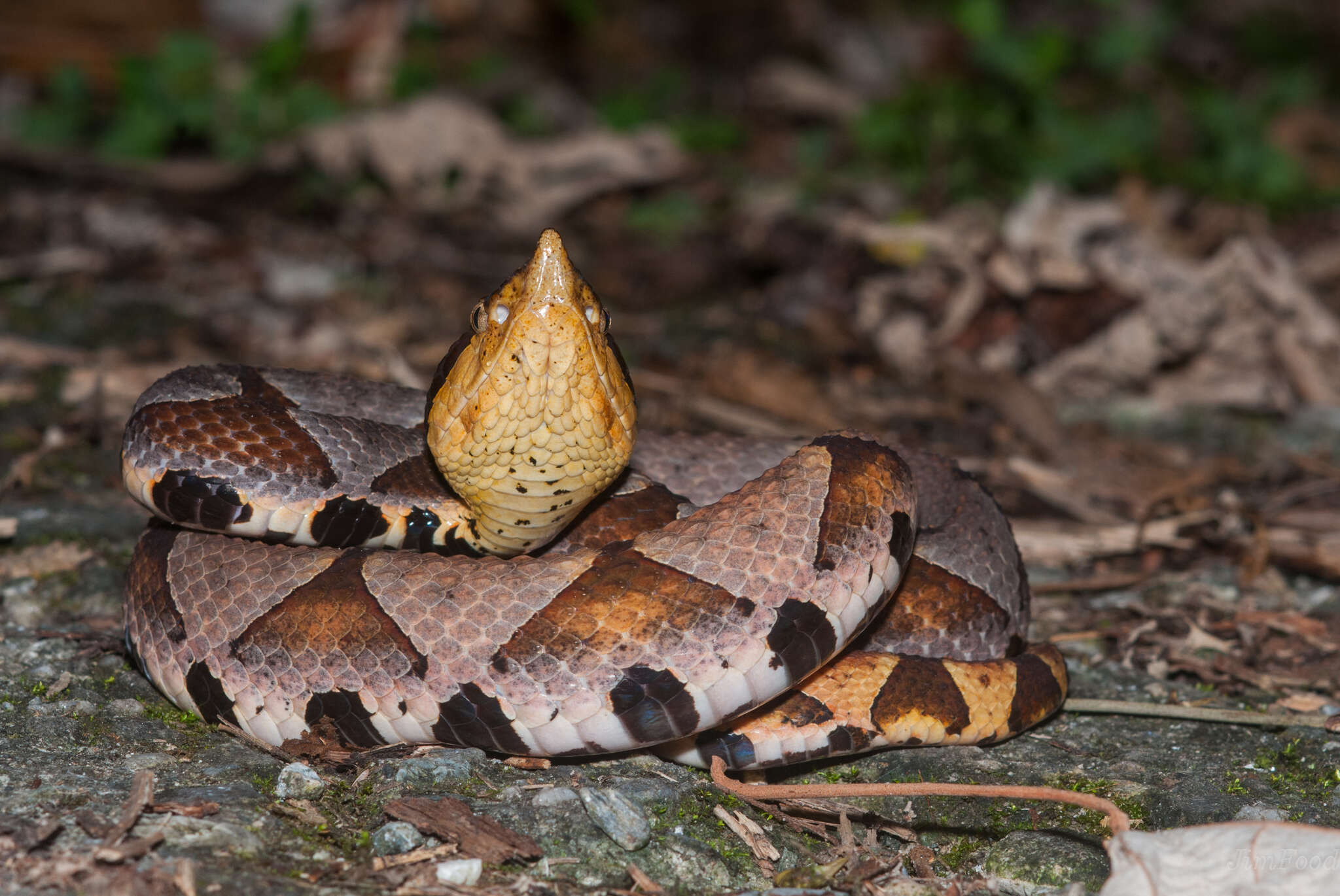 صورة Deinagkistrodon acutus (Günther 1888)