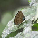 Image of Arhopala barami Bethune-Baker 1903