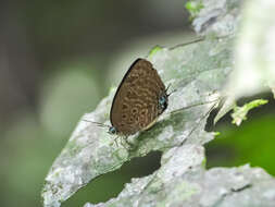 Image of Arhopala barami Bethune-Baker 1903