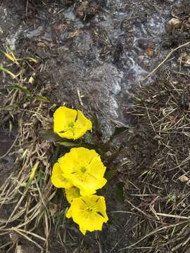 Image of Rocky Mountain Buttercup