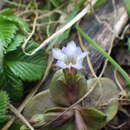 Image of Gentiana aquatica subsp. laeviuscula (Ohwi) Ohwi