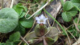 Image of Gentiana aquatica subsp. laeviuscula (Ohwi) Ohwi