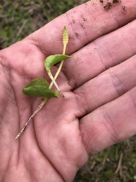 Image of Slender Adder's-tongue