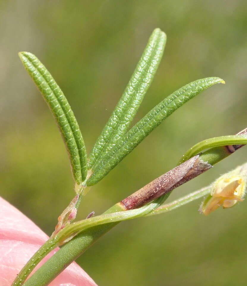 Imagem de Rhynchosia capensis (Burm. fil.) Schinz