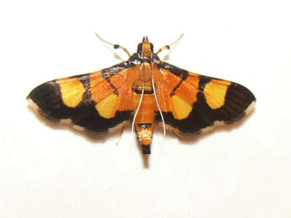 Image of Aethaloessa floridalis Zeller 1852