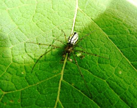 Image of Leucauge argyrobapta (White 1841)