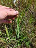 Image of Sparaxis grandiflora subsp. fimbriata (Lam.) Goldblatt