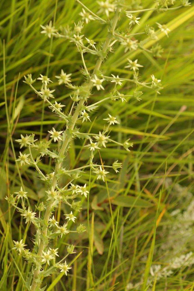 Image of Alepidea setifera N. E. Br.