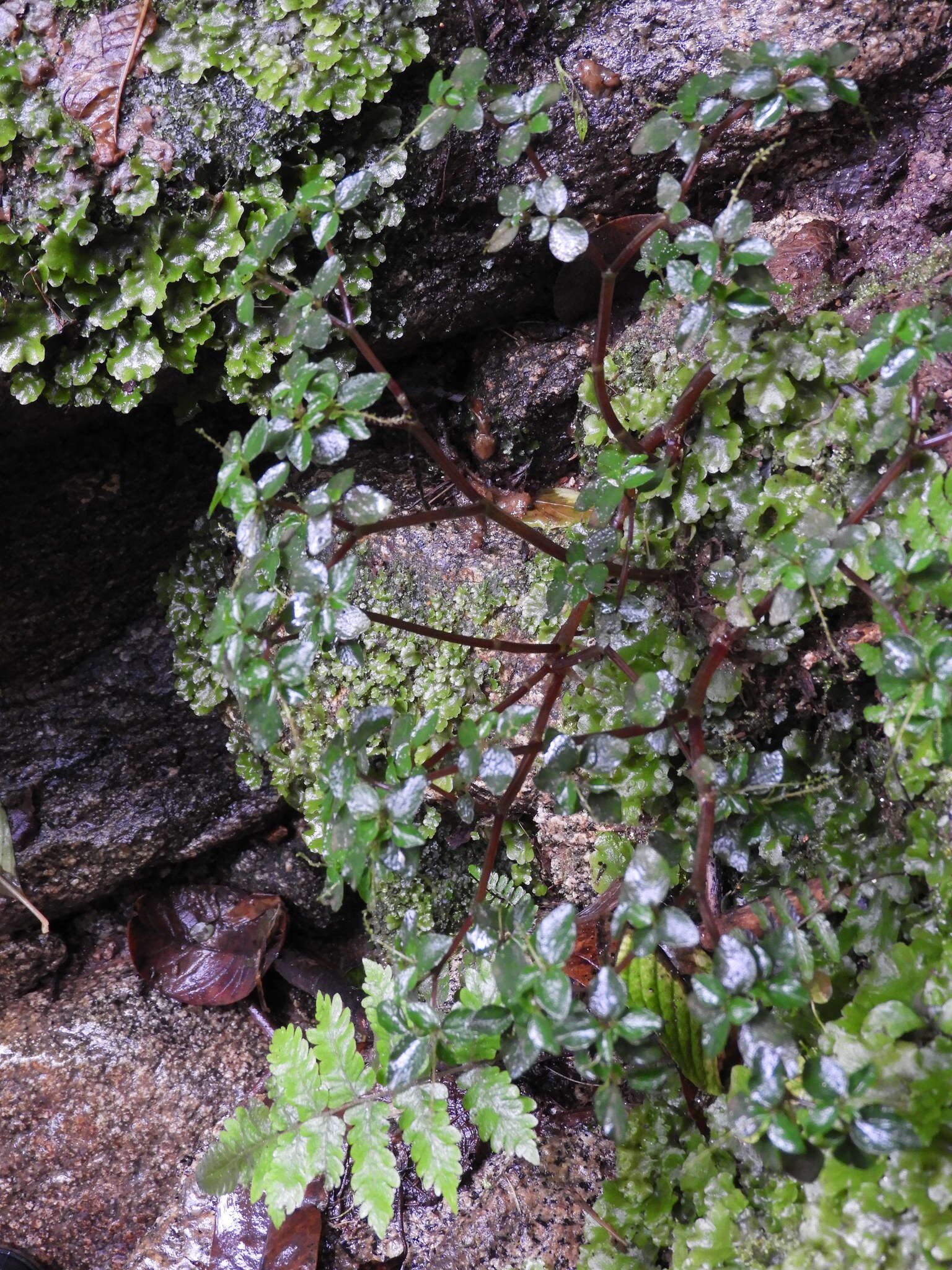 صورة Peperomia hispidula (Sw.) A. Dietr.