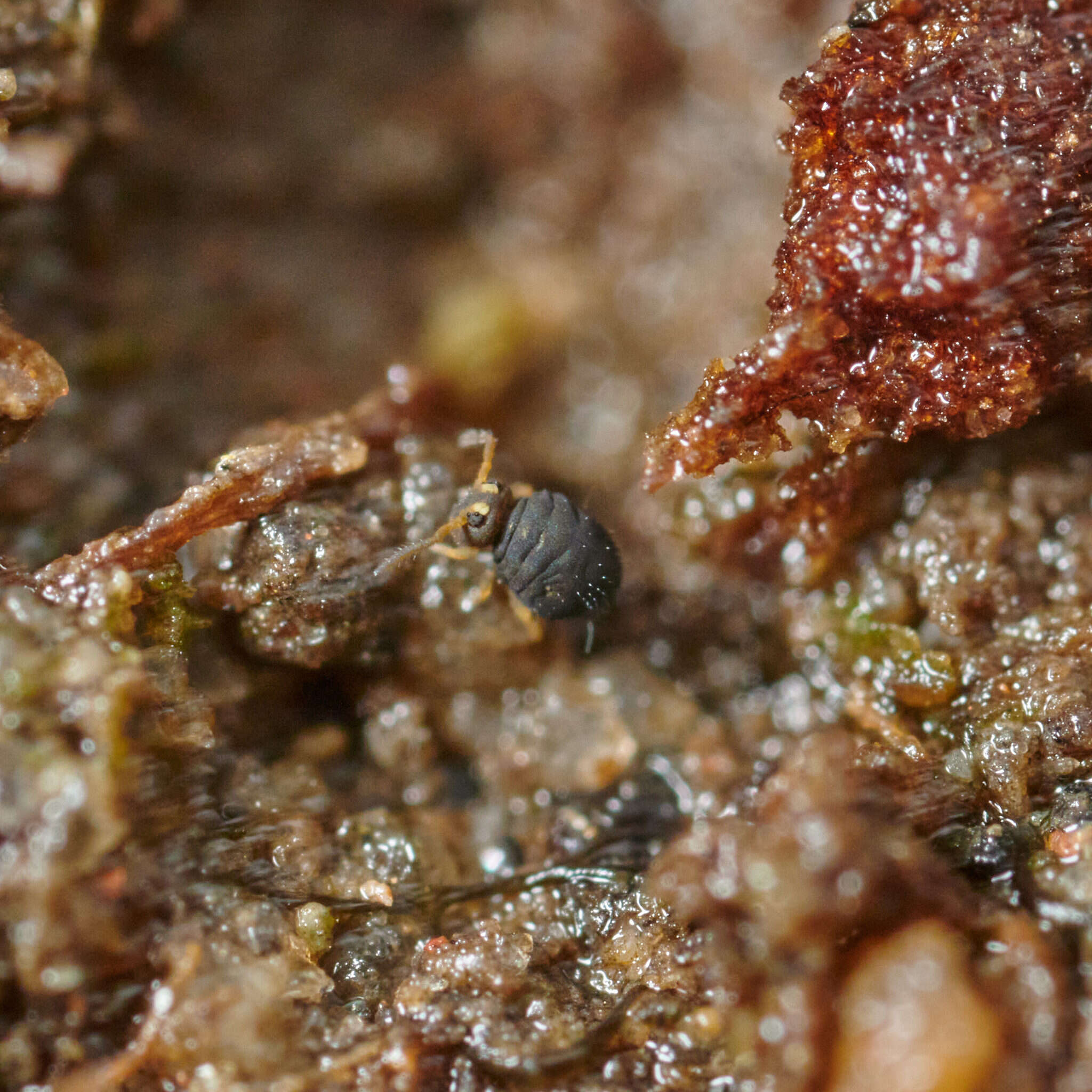 Image of Globular springtail